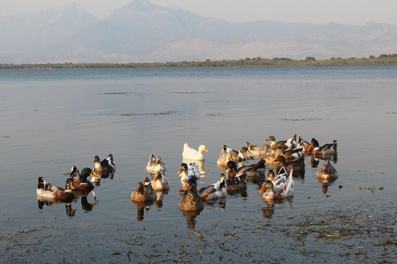 Široka Hotel Shkodra Lake المظهر الخارجي الصورة